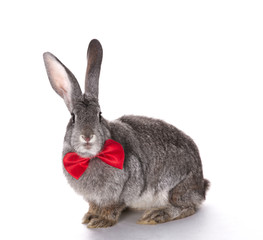 Fototapeta na wymiar Easter bunny with a bow tie on a white background isolated