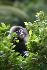 Leaf monkey,Dusky langur on the tree. 