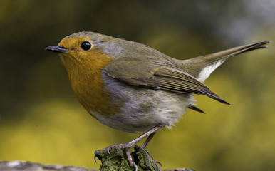 robin portrait