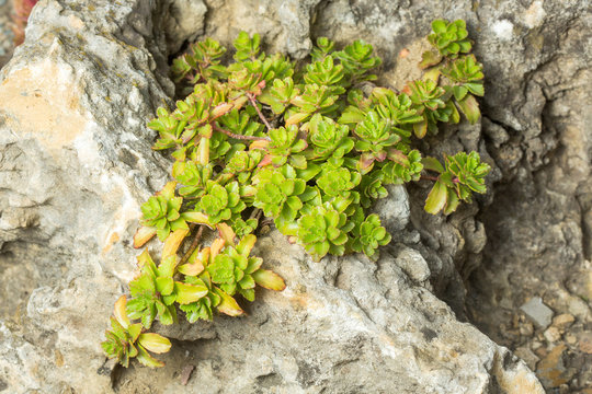 Green sedum brevifolium