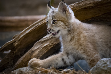 lynx