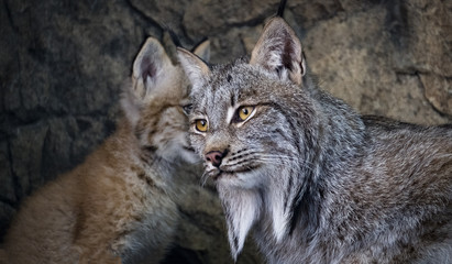 lynx