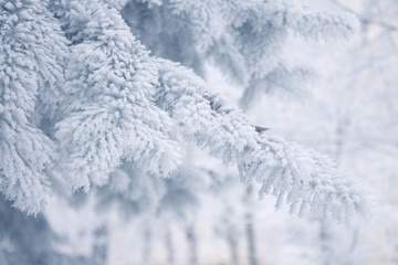 Winter background - white frosty fir branch