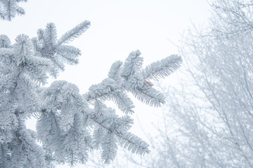 Winter background - white frosty fir branch