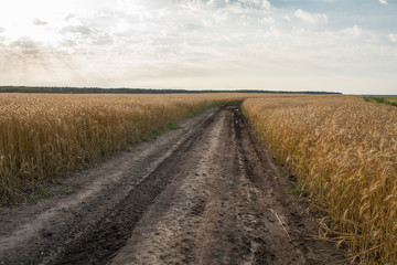 Naklejka premium Grow wheat in a field, agricultural enterprise, field, small business, wheat, road,