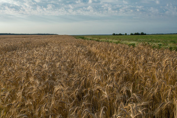 Grow wheat in a field, agricultural enterprise, field, small business, wheat, 
