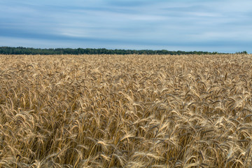 Grow wheat in a field, agricultural enterprise, field, small business, wheat, 
