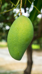 thai green mango