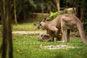 Kangaroo side view
