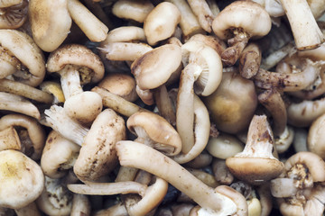 many mushrooms heap