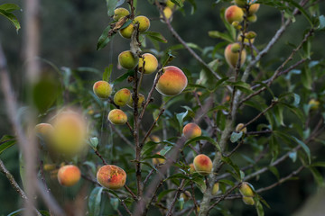 Fruits of northern Thailand