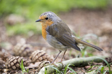 robin