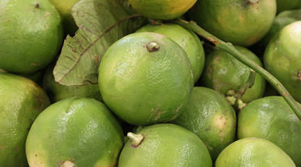 Bergamot a typical citrus of Mediterranean countries