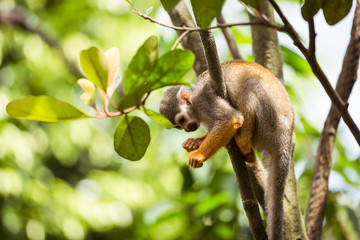 Squirrel monkey on top of a tree