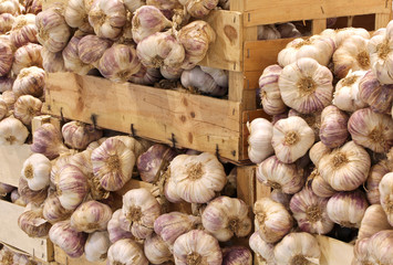 boxes full of many cloves of garlic in wholesaling