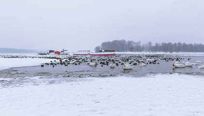 View on trapped birds and boats on frozen river Danube