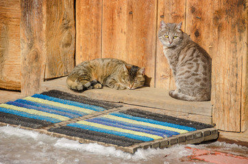Two cats on a threshold of an old log house