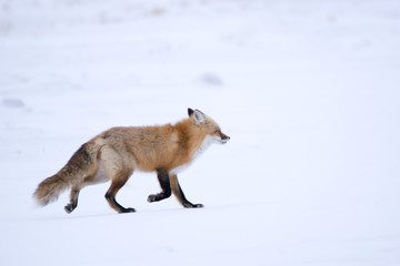 Winter Red Fox