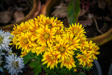 yellow chrysanthemum flowers on flowerpot in garden