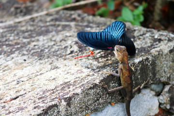 Chameleon eating butterfly. 