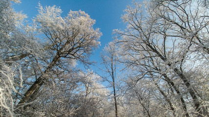 Obraz na płótnie Canvas Bäume zur Winterzeit bei blauen Himmel und Sonnenschein