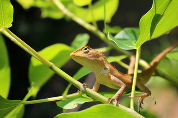 Chameleon perched on a branch 