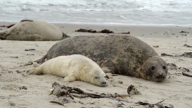 female grey seal wth pup close to cam 11258
