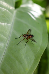 The bees fly perched on leaves 