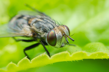 a fly on green flower leaf .