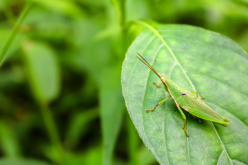 Grasshopper perched on a leaf in the garden. 