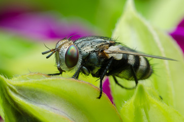 a fly on green flower leaf .