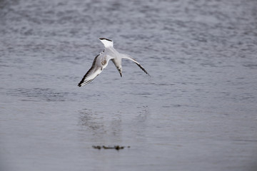 black-headed gull diving