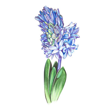 Hyacinth in watercolor style.