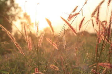 Grass meadow on sunset background