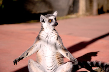 Close up portrait of a cute ring tailed lemur on the blurred background. Copy space for text. © Vira Pogromska
