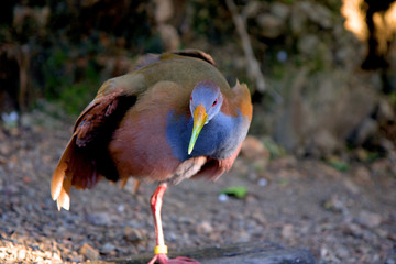 Colorful strange bird on the blurred background. Copy space for text. 