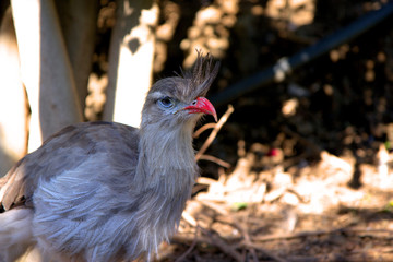 Colorful strange bird on the blurred background. Copy space for text. 