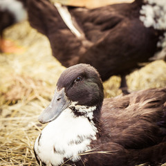 Domestic duck lying on hay