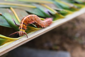 The brown hairy caterpillars on the coconut leaves. 