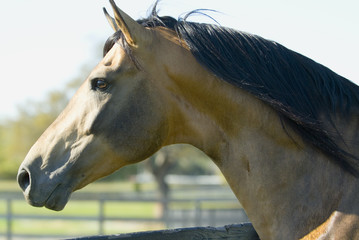 Beautiful thoroughbred marchador horse in green farm field pasture equine industry
