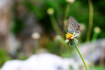 The Butterflies perch on flowering grass. 