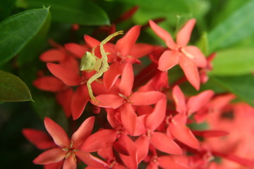 Obraz premium Little spider wait to catch butterflies on the red flower. 