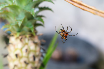 Colorful spider perched on a pineapple leaf. 