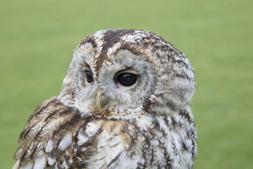tawny owl portrait