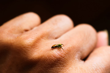 The little colorful spider on the hand. 