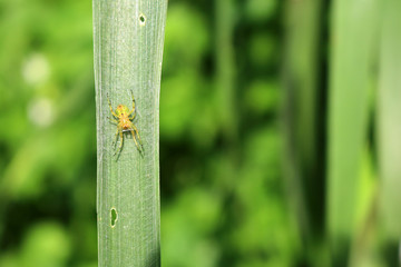 Little colorful spider under the leaves.  