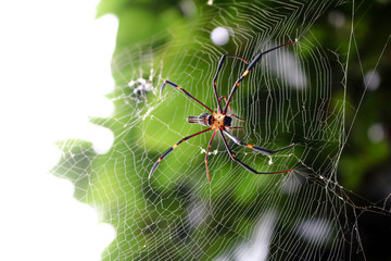 The spider with the insects in the garden. 