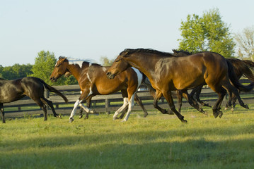 Obraz premium Beautiful thoroughbred marchador horse in green farm field pasture equine industry 