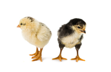 little chicken isolated