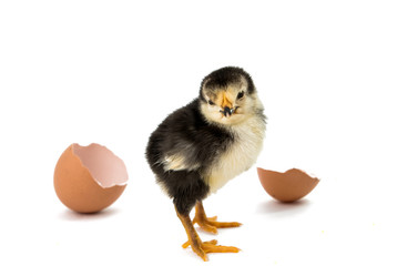little chicken isolated
